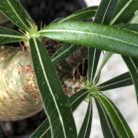 pachypodium gracilius《大きめS size》希少一部green肌&W-he'd株※現地球発根後店主国内管理2年株※霜降り迷彩柄の良樹形株※mad black bowl pot植え