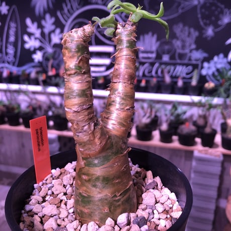tylecodon  paniculatus 《S size》置き物のようなかわいさ
