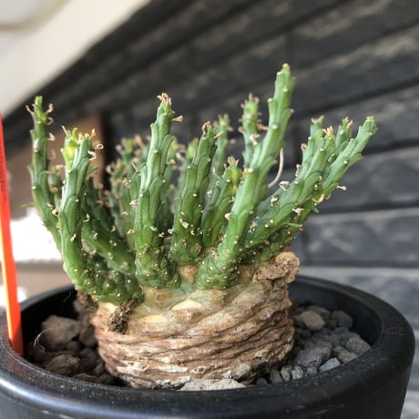 euphorbia gorgonis《L size》※現地球発根後店主国内管理3年株※人気🐙タコもの‼︎美多肉質葉&木質wild塊根の二面性が魅力※mad  black  pot植え