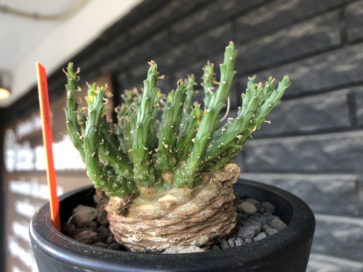 現地株　Euphorbia globosa 発根済　鉢のまま発送　コーデックス 現地株 Euphorbia globosa 発根済 鉢のまま発送 コーデックス