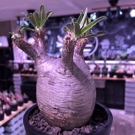 pachypodium  gracilius《M size》極短枝＆ぼってり樹形※現地球発根済株※店主国内管理3年株※美肌でとびきりぼってりなbalance良き一株※mad black pot植え