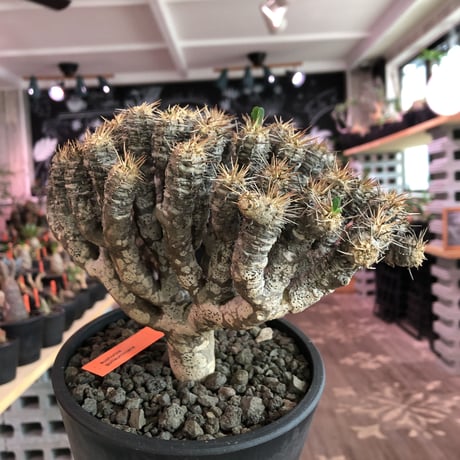 euphorbia    guillauminiana《L  size》※現地球発根済株※幹が太めで荒い肌質&細枝で枝振り激しきwildギラウミ‼︎last一株※mad black pot植え