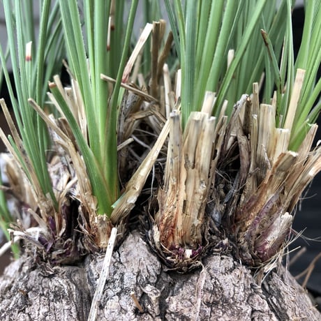 calibanus hookeri《L L size》※現地球発根後店主国内管理6年株※大変bigな良樹形且つ荒々しいwild肌質な男前フーケリー‼︎※mad black bowl pot植え
