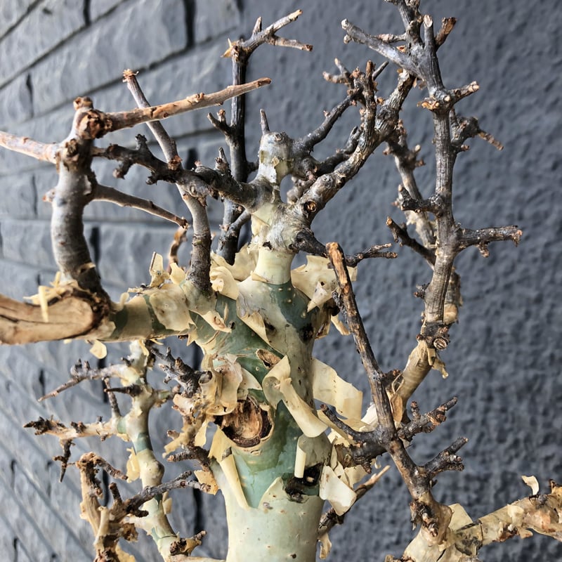 g*D様 コミフォラ アフリカーナ 極太 美枝 プラステラ180付き commiphora africana《L size》※現地球株発根済※美しくbalance