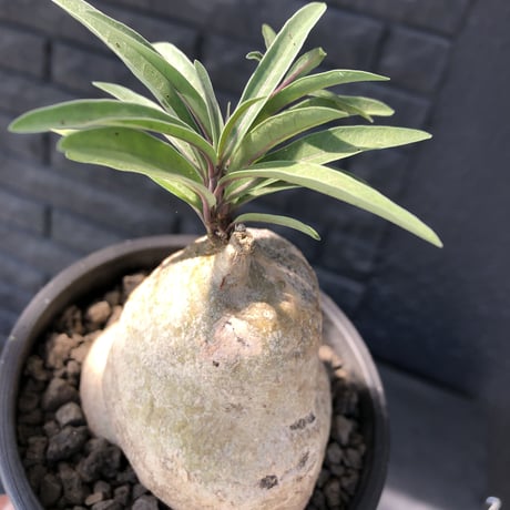 raphionacme zeyheri《L size》希少種※現地球発根済株※店主国内管理7年株※希少性も極めて高く、ねじれぼってり樹形に白肌が美しい存在感抜群な一株※mad black pot植え