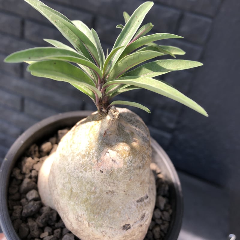 ラフィオナクメ・ブルケイ(Raphionacme burkei)の種子 : 多肉植物