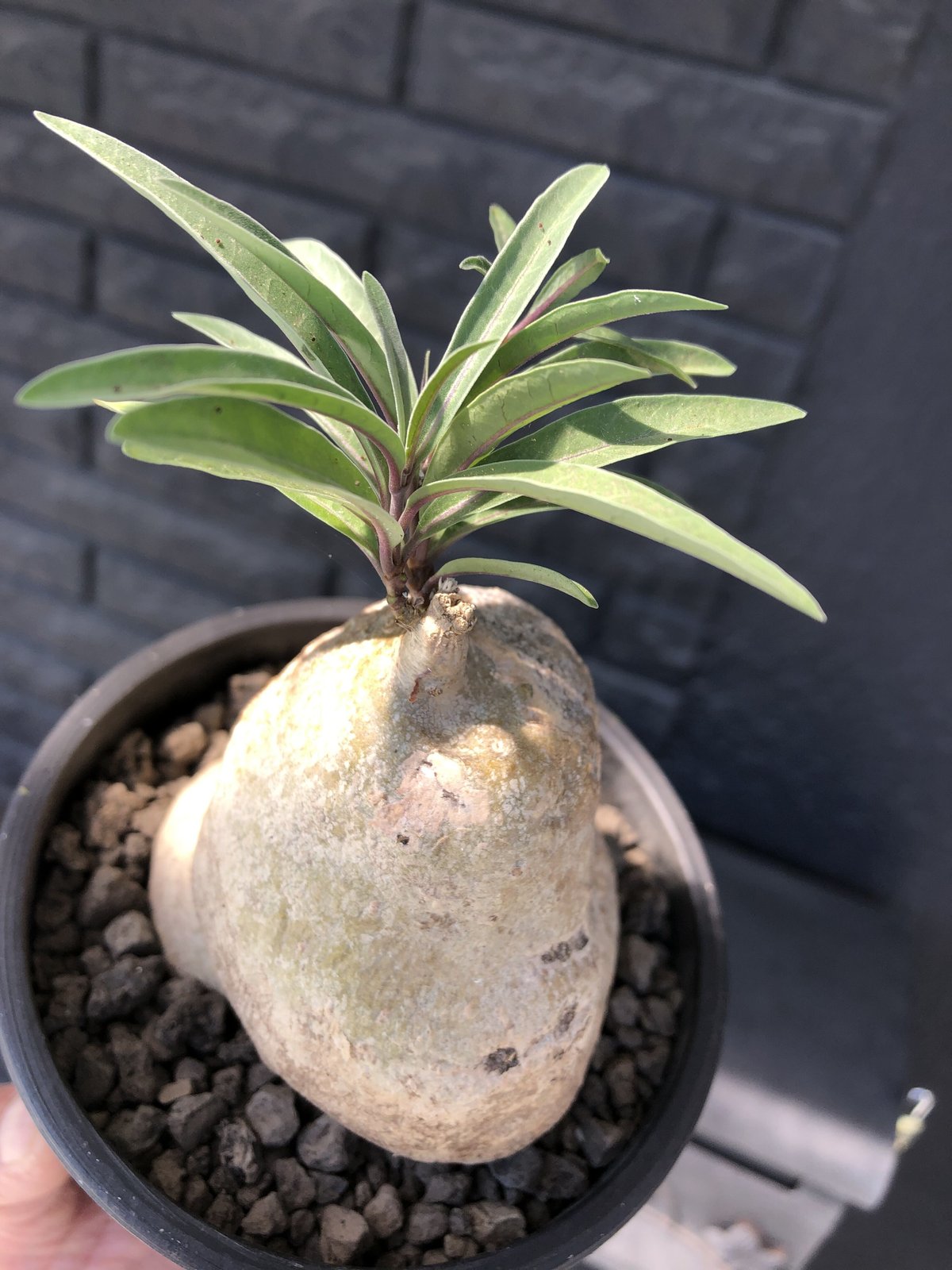 raphionacme zeyheri《L size》希少種※現地球発根済株※店主国内 raphionacme zeyheri《L size》希少種※現地球発根済株※店主国内