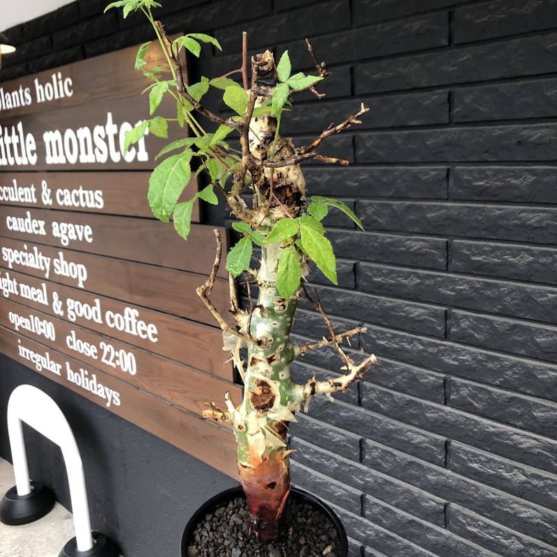 m*o様 コミフォラ ピュア カタフ 枝幅60cm超XLサイズ 現地球 commiphora africana《L size》※現地球株発根済※美しくbalance