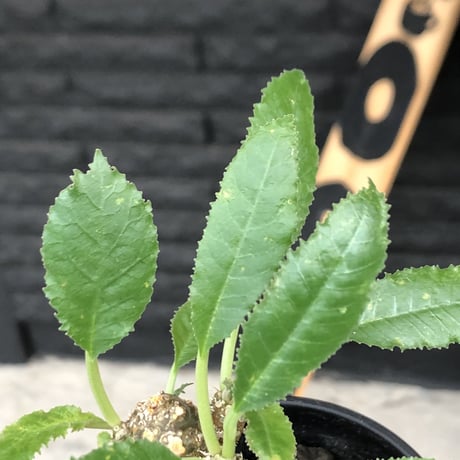 dorstenia   lavrani《M size》希少‼︎綺麗過ぎるgreen‼︎