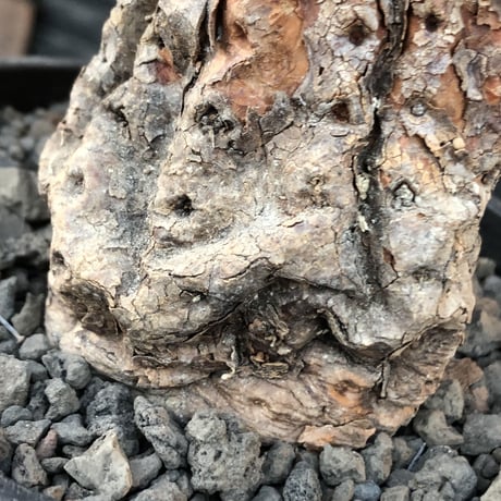copiapoa cinerea 黒王丸《M size》※現地球発根後店主国内管理21年株※極上‼︎全身から生命力感じる木質ミイラ化した極上株※mad black bowl pot植え