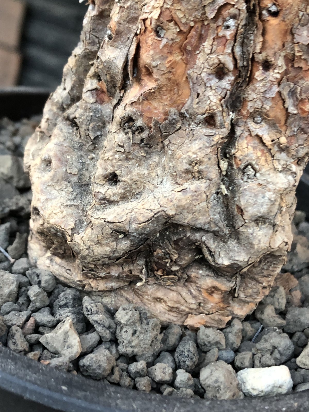 copiapoa cinerea 黒王丸《M size》※現地球発根後店主国内管理21 copiapoa cinerea 黒王丸《M size》※現地球発根後店主国内管理21