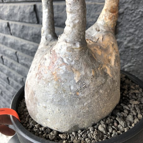 packypodium  gracilius《L L size》店主国内管理３年株※現地球発根済み株‼︎ ※大きなでっぷり球体株で現地焼けの味あるグラキ※mad black bowl pot植え