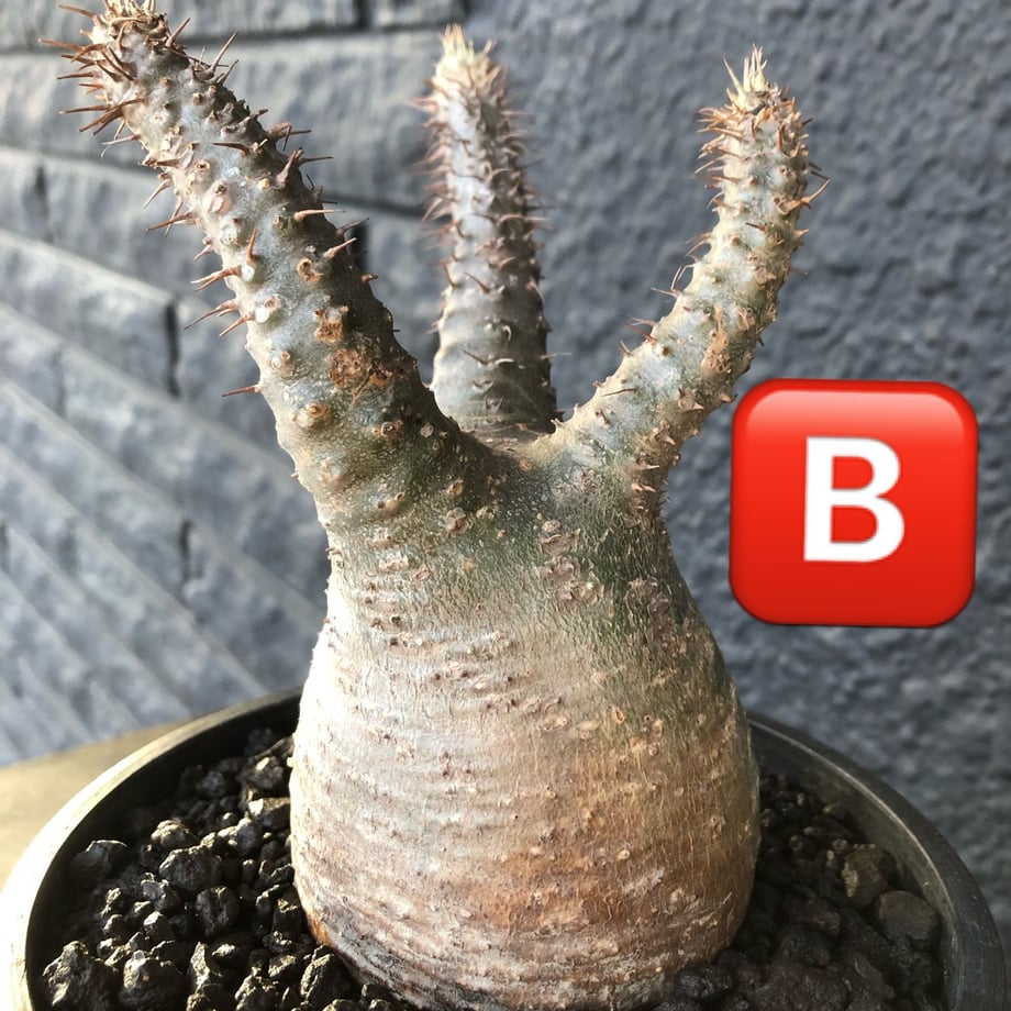 5c8f5ec096b050430453b580