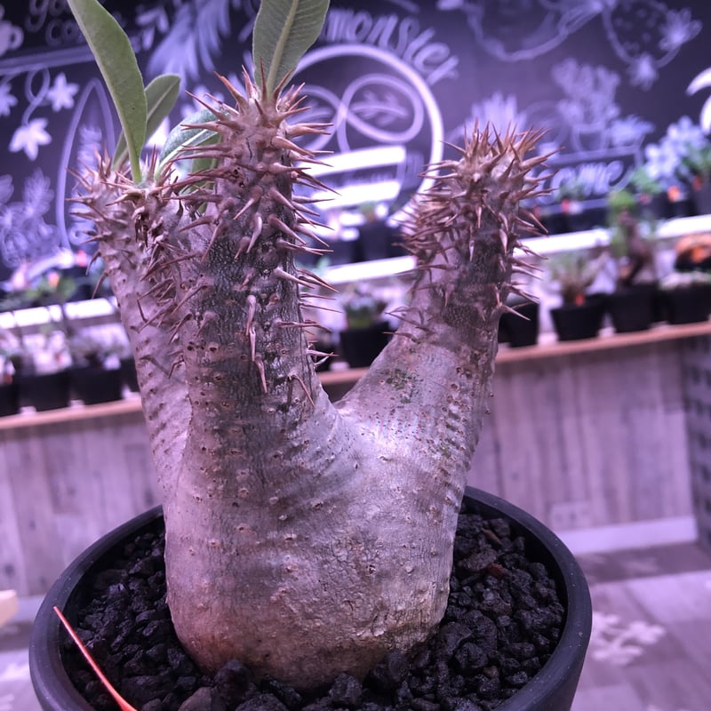 packypodium horombense《M size》※現地球発根済み株‼︎ ※A面b