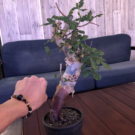 commiphora  africana《L size》※mad black pot植え　vintage感出過ぎなこの佇まいが堪らない１株‼︎　※発根芽吹き済み株