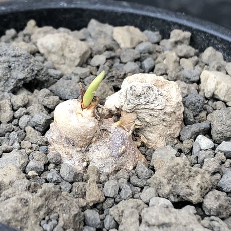 eriospermum cooperi《L size》驚愕‼︎冬型激希少年代物※現地球発根後店主国内管理8年株※年代物&立体塊根＆極美しい大きな葉も魅力な一株※mad black pot植え