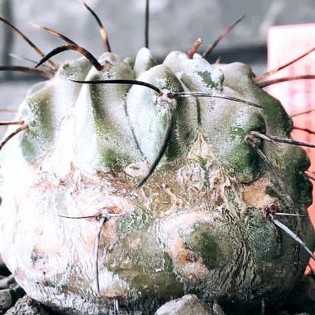 copiapoa cinerea ver.dealbata《M size》※現地球発根後店主国内管理8年株※上質黒士冠‼︎長い黒棘にwild肌質が堪らない※mad black bowl pot植え