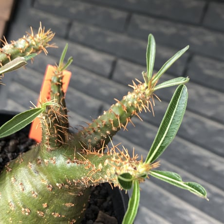 pachypodium gracilius《M size》希少green肌&W-he'd株※現地球発根後店主国内管理2年株※強いgreen肌とぼってり株元な選抜株※mad black pot植え
