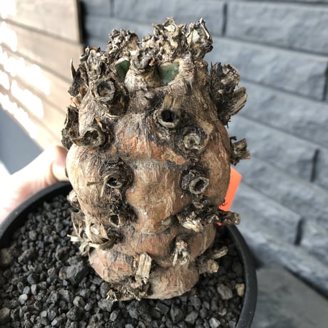 euphorbia   mlanjeana《M size》驚愕株‼️激希少‼︎‼️ ※mad black pot植え  ⚠️店舗用在庫ございます。お問い合わせ下さい。
