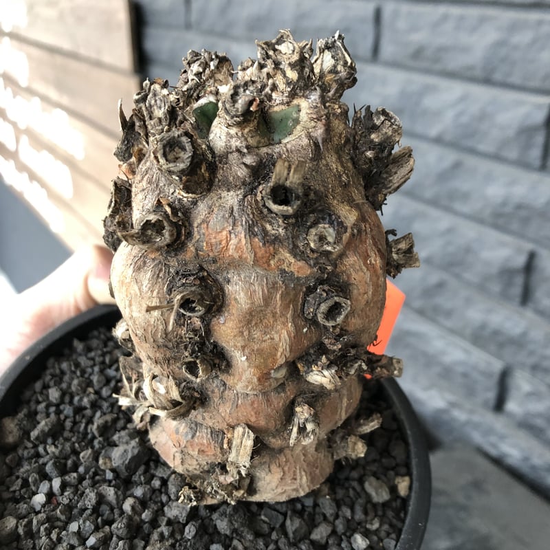 euphorbia mlanjeana《M size》驚愕株‼️激希少‼︎‼️ ※mad