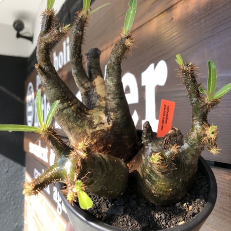 pachypodium gracilius《L size》現地焼け肌&3-he'd株※現地球発根後店主国内管理5年株※wild現地焼け肌の上アシンメトリーな良樹形※mad black pot植え