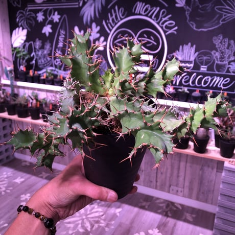 euphorbia    tortirama《L size》