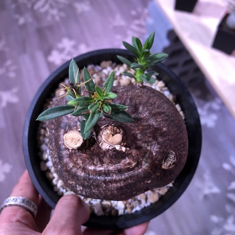 packypodium   bispinosum《M  size》