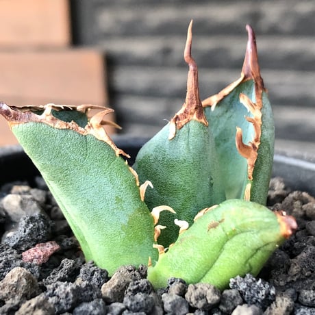 agave titanota  白鯨陽炎type《S size》※現地球株発根済 ④※唸り良き鋸歯に幅広肉厚タイプ※black pot植え