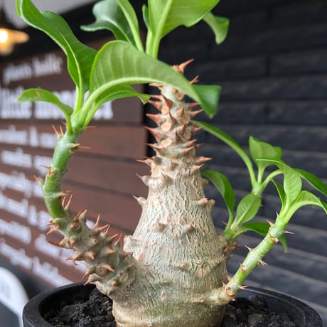 pachypodium windsorii《M size》※選抜littmon seed🌱※weight低き極めてぼってり株元&良枝振樹形※black pot植え