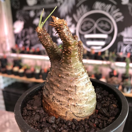 pachypodium gracilius《S size》A面赤肌株※現地球発根済株※店主国内管理2年株※balance良き小振の赤肌グラキ‼︎※mad black pot植え