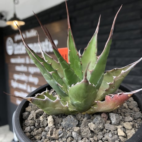 agave montana《M size》選抜株※現地球株発根済※纏まり締まり良きワイルド感満載で男前な出立ちが堪らない‼︎※mad black  pot植え
