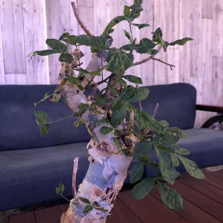 commiphora  africana《L size》※mad black pot植え　vintage感出過ぎなこの佇まいが堪らない１株‼︎　※発根芽吹き済み株