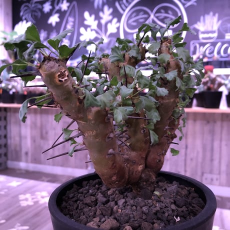 sarcocaulon   crassicaule《M  size》※冬型caudex‼︎  ※mad  black  pot植え　刺間が粗めなシンメトリーな balance株‼︎　店主管理３年株