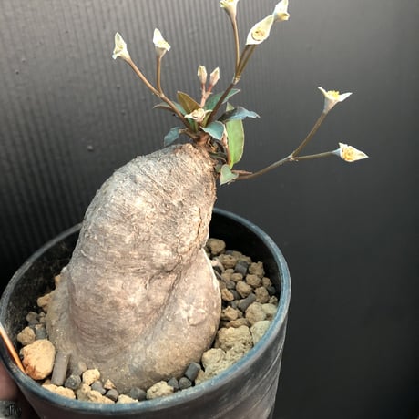 euphorbia   subapoda《M size》