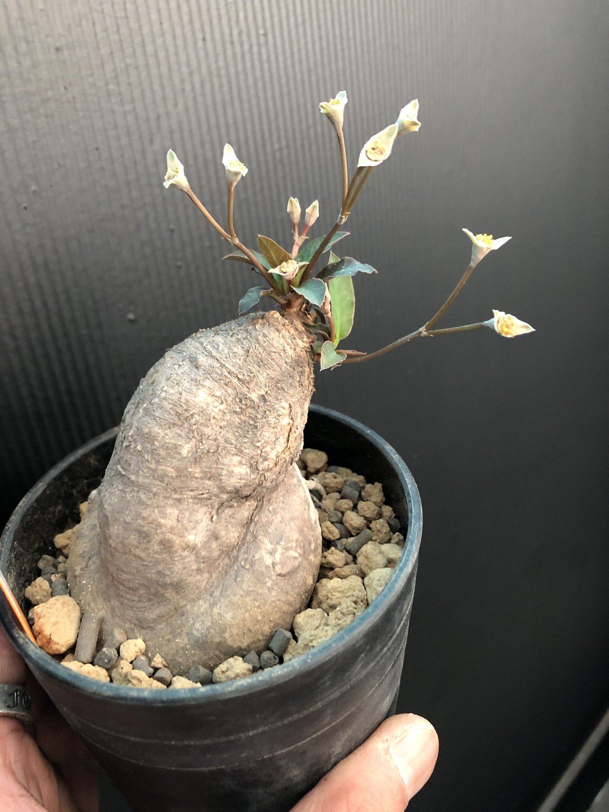 euphorbia subapoda《M size》 | plants holic