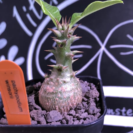 packypodium  winsorii