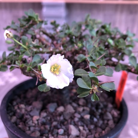 sarcocaulon  vanderietiae《L size》※サルコカウロン 希少夏型  mad  black  pot植え ※店主管理国内４年株