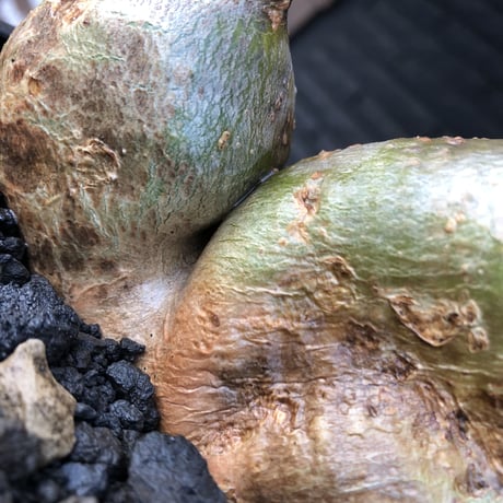 pachypodium gracilius《小さめL size》希少‼︎極green＆現地焼け&w-he'd株※現地球株発根済※渾身の一株※black bowl pot植え
