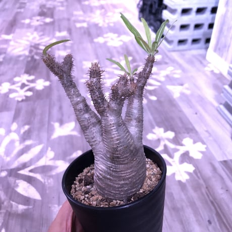 packypodium  gracilius《M size》※現地球株  発根済み株‼︎  （限定10株）