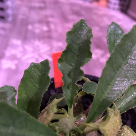 dorstenia   lavrani《M size》希少‼︎ 五本の良き枝振りbalance株 ※mad  black  pot植え