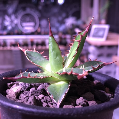agave   gilbeyi