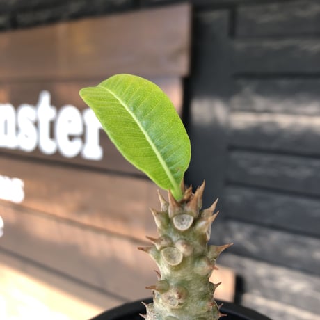 pachypodium windsorii《M size》※選抜littmon seed🌱※weight低き極ぼってり株元な良樹形※mad black pot植え