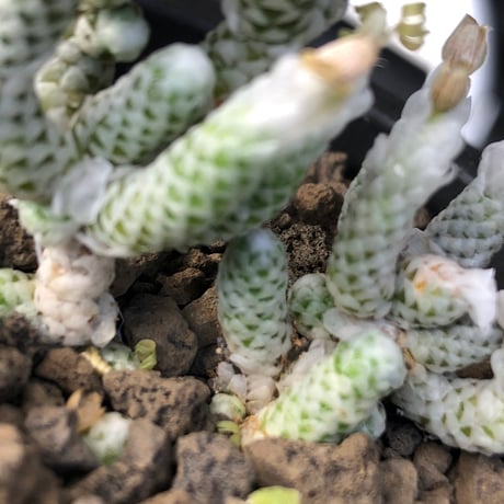 avonia recurvata ssp.buderiana《L size》希少種‼︎※現地球株発根済※肉厚で鱗の様な綺麗模様に白花を咲かせるかわいく枝振り良き一株※black pot植え