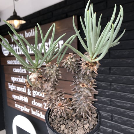 tylecodon  wallichii  和名＝奇峰錦《大きめM size》※現地球発根後店主管理5年株※美しく大きめで低重心良樹形な一株※ mad black pot植え