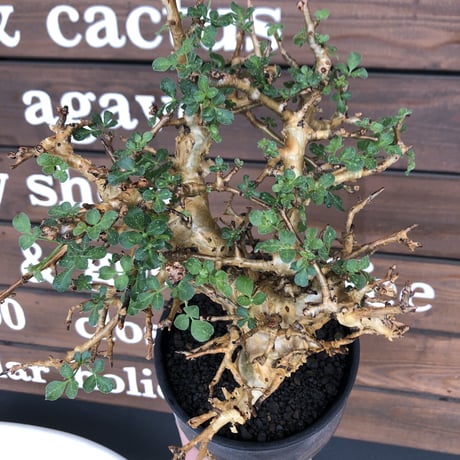 commiphora  stocksiana《大きめL size》※現地球発根後店主国内管理12年株※weight低く長年枝も太く作り込んだ佇まいが堪らない一株※鉄鉢植え