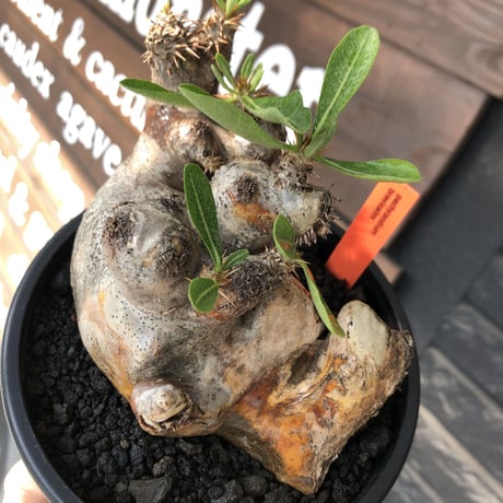 pachypodium brevicalyx《L size》※現地球発根後店主国内管理5年株※美術的interior性高きゴツゴツ肉々しい装いの低重心株※mad black pot植え