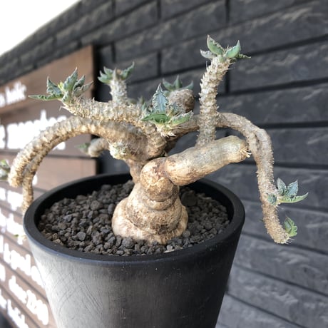 euphorbia tulearensis《 LL size》※現地球発根後店主国内管理5年株※驚愕‼︎bigサイズ‼︎希少性No.1塊根ユーフォルビア‼︎※mad black pot植え