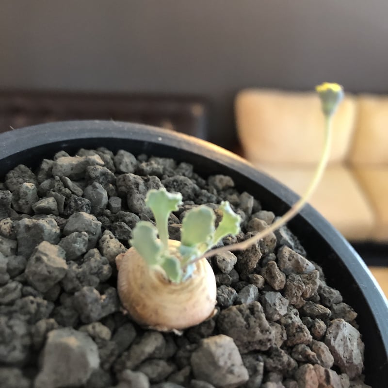 othonna cacalioides《大きめS size》激希少‼︎現地球発根後店主国内管