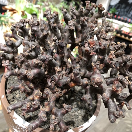 pelargonium  mirabile《XL size》※現地球大株発根済※主幹太く幹上がりで厳つく何より枝振りの密度も最高な一株※brown marble bowl pot植え