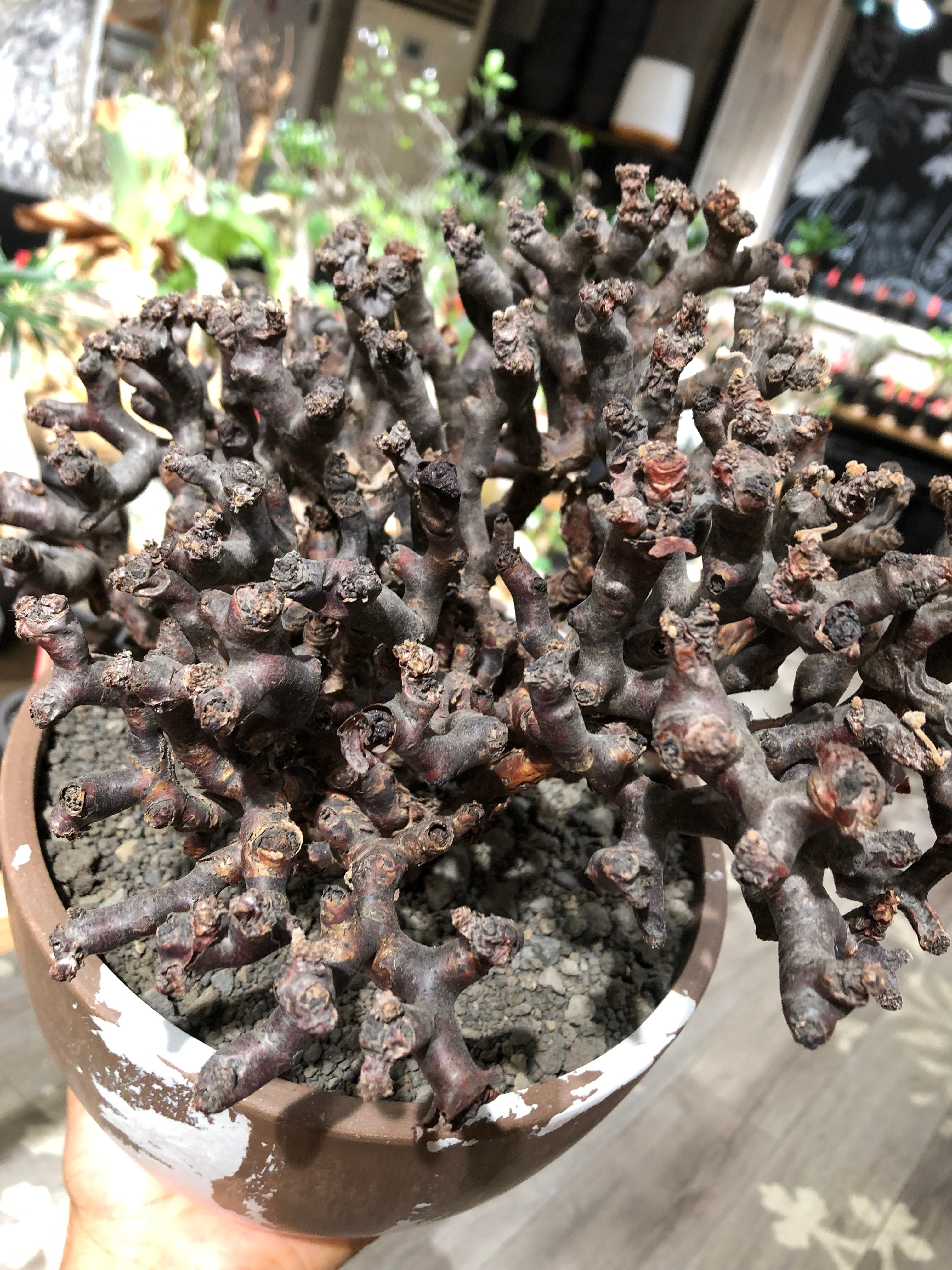 pelargonium mirabile《XL size》※現地球大株発根済※主幹太く幹上が